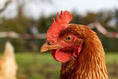 关闭棕色（的）母鸡有机免费的范围鸡农场德国