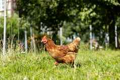 免费的范围有机鸡家禽国家农场德国