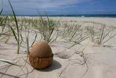 开放椰子海滩彩虹海滩昆士兰澳大利亚椰子恐龙蛋
