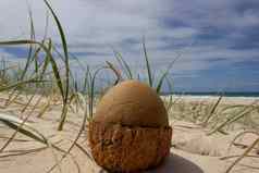 开放椰子海滩彩虹海滩昆士兰澳大利亚椰子恐龙蛋