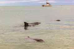 野生海豚海岸澳大利亚猴子我海滩鲨鱼湾澳大利亚