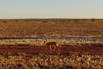 澳大利亚Dingo猎物中间内地中央澳大利亚Dingo左南澳大利亚