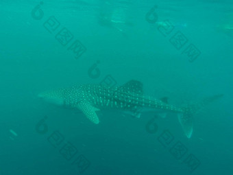 鲸鱼鲨鱼海洋军曹鱼鱼remoras西方澳大利亚宁格鲁礁