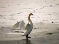 沉默的天鹅天鹅座气味加拿大池塘冬天季节