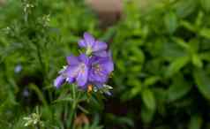 淡紫色贝尔花布鲁姆夏天花园