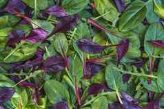 新鲜的色彩斑斓的生菜叶子背景