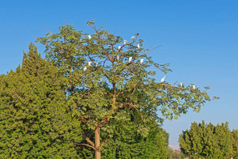 伟大的白鹭栖息树梳理羽毛