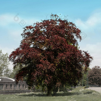 大红色的山毛榉树