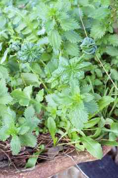 生态野生蕨类植物种植温室