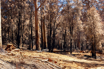 澳大利亚森林森林<strong>大火</strong>山弗兰克兰南国家公园沃波尔澳大利亚