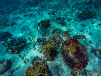 绿色海乌龟游泳珊瑚礁美丽的清晰的水伟大的障碍礁凯恩斯澳大利亚