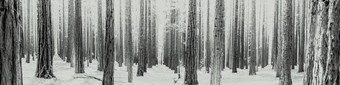 黑色的白色行树红木森林沃伯顿亚拉谷墨尔本澳大利亚