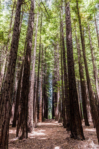 行树红木森林旅游图标自然情人摄影红杉种植沃伯顿亚拉谷墨尔本澳大利亚