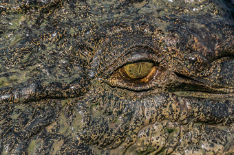 眼睛鳄鱼卡卡杜国家公园澳大利亚的北部领土