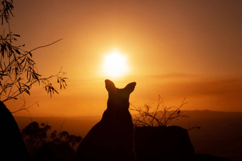 轮廓袋鼠岩石美丽的日落背景动物相机图片山昆士兰