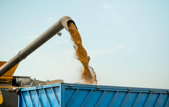 卸货谷物卡车卸货钻成熟的小麦粮食下降结合钻车小麦收获场夏天季节过程收集作物农业机械