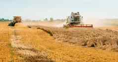 小麦收获场夏天季节现代结合矿车粮食头宽糠撒布机减少脱粒成熟的小麦粮食过程收集作物农业机械