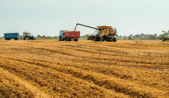 <strong>卸货</strong>谷物卡车<strong>卸货</strong>钻结合矿车削减脱粒成熟的小麦粮食小麦收获场夏天季节过程收集作物农业机械