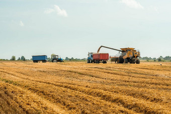 卸货谷物卡车卸货钻结合矿车削减脱粒成熟的小麦粮食小麦收获场夏天季节过程收集作物农业机械