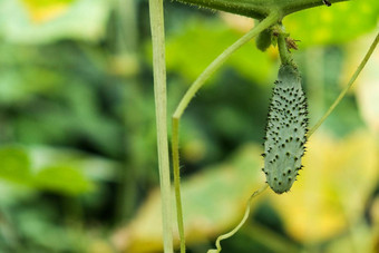 日益增长的黄瓜花园增长盛开的温室黄瓜有机温室完整的黄瓜植物