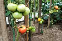 特写镜头绿色红色的大西红柿蔬菜花园生物农业雅致的西红柿种植家庭花园化学物质家庭传统日益增长的蔬菜首页