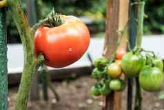 特写镜头绿色红色的大西红柿蔬菜花园生物农业雅致的西红柿种植家庭花园化学物质家庭传统日益增长的蔬菜首页