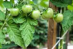 特写镜头绿色大西红柿蔬菜花园生物农业雅致的西红柿种植家庭花园化学物质