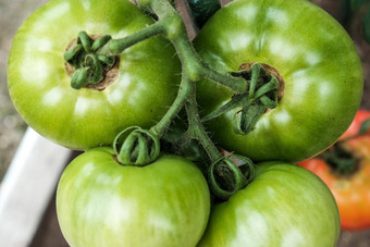 特写镜头绿色大西红柿蔬菜花园生物农业雅致的西红柿种植家庭花园化学物质家庭传统日益增长的蔬菜首页