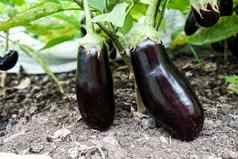 茄子水果日益增长的蔬菜花园