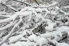 树分支覆盖冰雪冬天