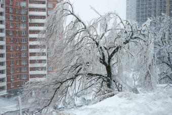 <strong>破碎</strong>的下降树分支机构<strong>冰</strong>风暴树覆盖<strong>冰</strong>雪坏雪天气