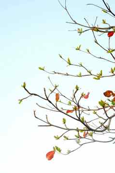 红色的叶子新鲜的叶子sea-almond树