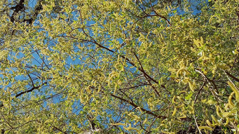 柳树刷早期春天黄色的雄蕊分支机构背景模式自然