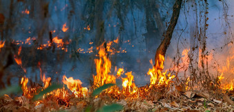 雨森林火灾难燃烧引起的人类