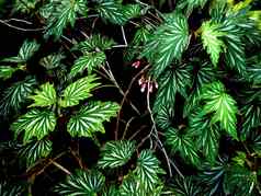 美丽的艺术自然秋海棠属植物叶子特写镜头生动的绿色白色秋海棠属植物雷克斯叶