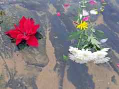 红色的一品红花白色非洲菊花海滩大戟科pulcherrima