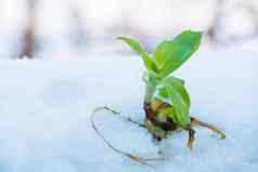 绿色生活植物花谎言雪只根花雪冻结无防备的植物