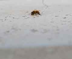 蜜蜂白色石膏表面大负空间极端的关闭