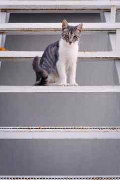 可爱的年轻的虎斑猫坐着步骤金属楼梯