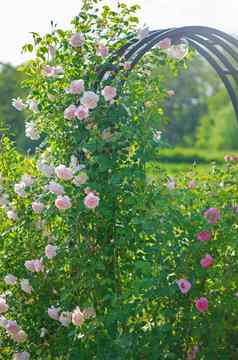 玫瑰花布鲁姆玫瑰花园模糊的玫瑰背景
