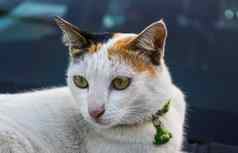 白灰色猫绿色领