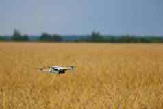 无人机苍蝇黄色的小麦场