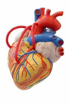 解剖学心血管模型人类