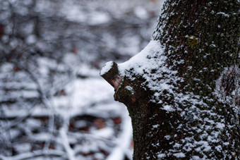 树雪冬天切断了分支