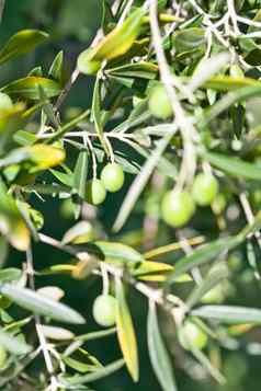 季节橄榄收获自然图像意大利