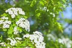 白色Spiraea花春天花朵绿色叶子蓝色的天空