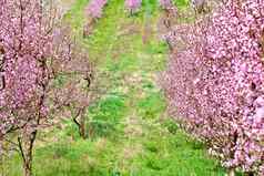 春天桃子花园粉红色的花朵绿色玻璃