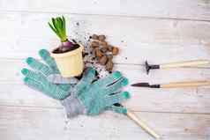 绿色植物种植花能扩大粘土园艺工具