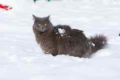 有趣的国内黑暗灰色的猫站雪堆