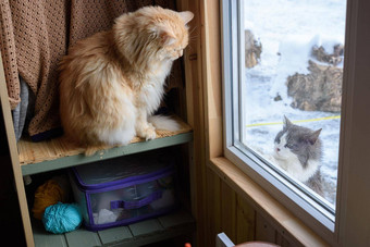 流浪猫窗口街首页